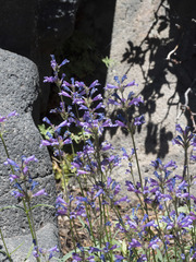 Penstemon gracilentus