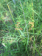 Juncus pylaei