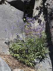 Penstemon gracilentus