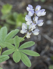 Lupinus arbustus