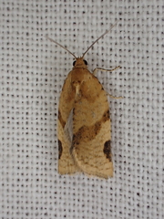 Paramesia gnomana