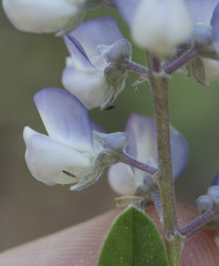 Lupinus arbustus