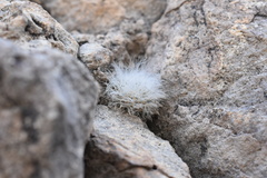 Mammillaria scheinvariana