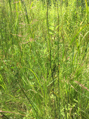 Juncus balticus