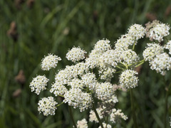 Ligusticum grayi
