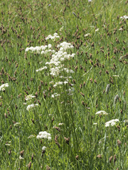 Ligusticum grayi