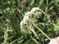 Ligusticum grayi