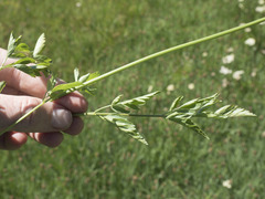 Ligusticum grayi