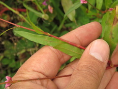 Persicaria segetum