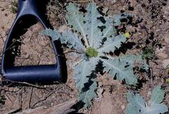 Onopordum acaulon