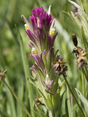 Castilleja lassenensis