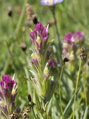 Castilleja lassenensis