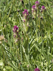 Castilleja lassenensis