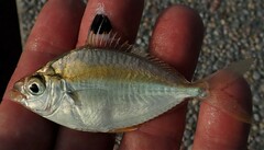 Goldstripe Ponyfish photo 3