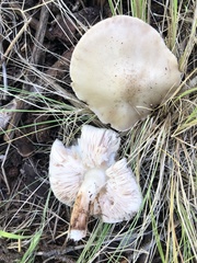 Pluteus brunneidiscus