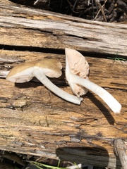 Pluteus brunneidiscus