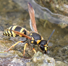 Ancistrocerus durangoensis