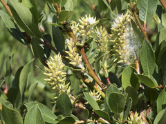 Salix boothii