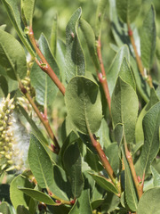 Salix boothii