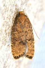 Psilocorsis quercicella