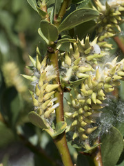 Salix boothii