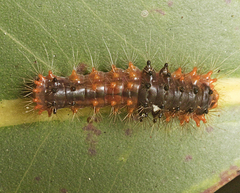 Barasa cymatistis