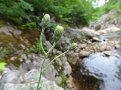 Hieracium robinsonii