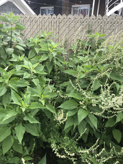 Helianthus tuberosus