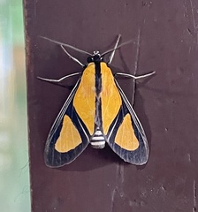 Xanthoarctia pseudameoides