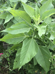 Helianthus tuberosus