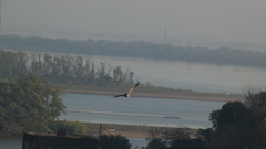 Rupornis magnirostris