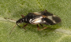 Anthocoris musculus