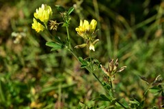Medicago glomerata