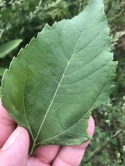 Helianthus tuberosus