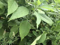 Helianthus tuberosus