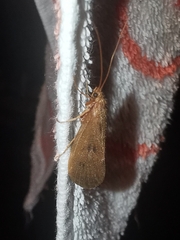 Onocosmoecus unicolor