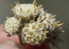 Antennaria rosea confinis