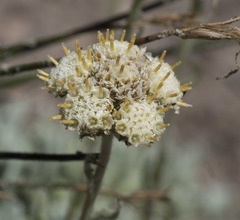 Antennaria rosea confinis
