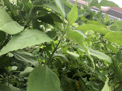 Helianthus tuberosus