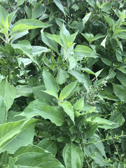 Helianthus tuberosus