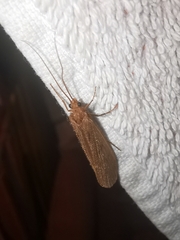 Onocosmoecus unicolor