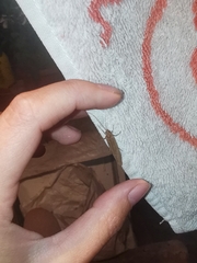 Onocosmoecus unicolor