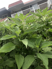 Helianthus tuberosus