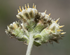 Antennaria rosea confinis