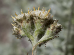 Antennaria rosea confinis