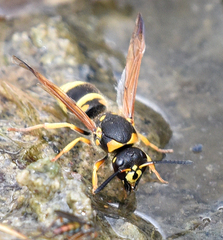 Ancistrocerus durangoensis