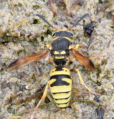 Ancistrocerus durangoensis