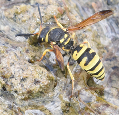 Ancistrocerus durangoensis