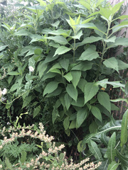 Helianthus tuberosus