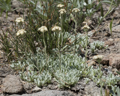 Antennaria rosea confinis